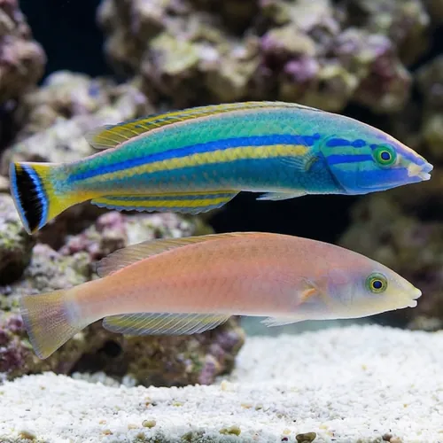 Small Tail Pencil Wrasse Pair - South Pacific