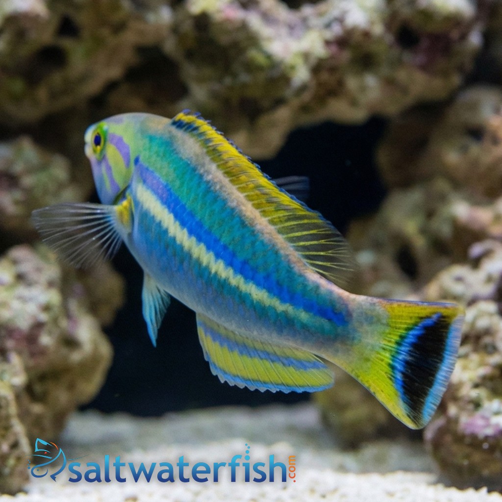 Black Patch Pencil Wrasse