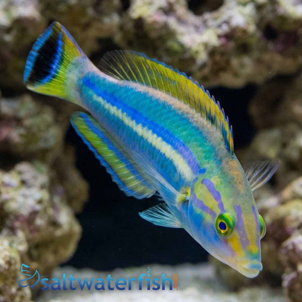 Black Patch Pencil Wrasse