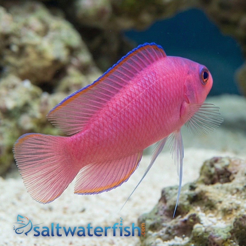 Ring Eyed Dottyback