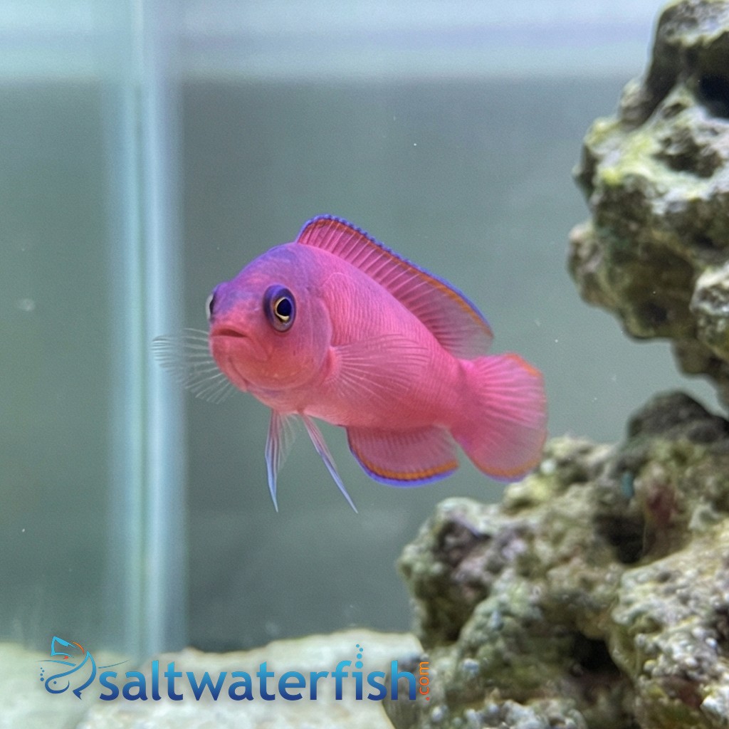 Ring Eyed Dottyback