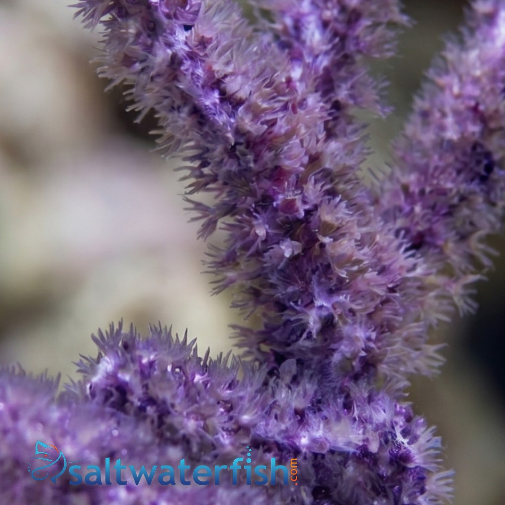Purple Frilly Gorgonian - Aquacultured