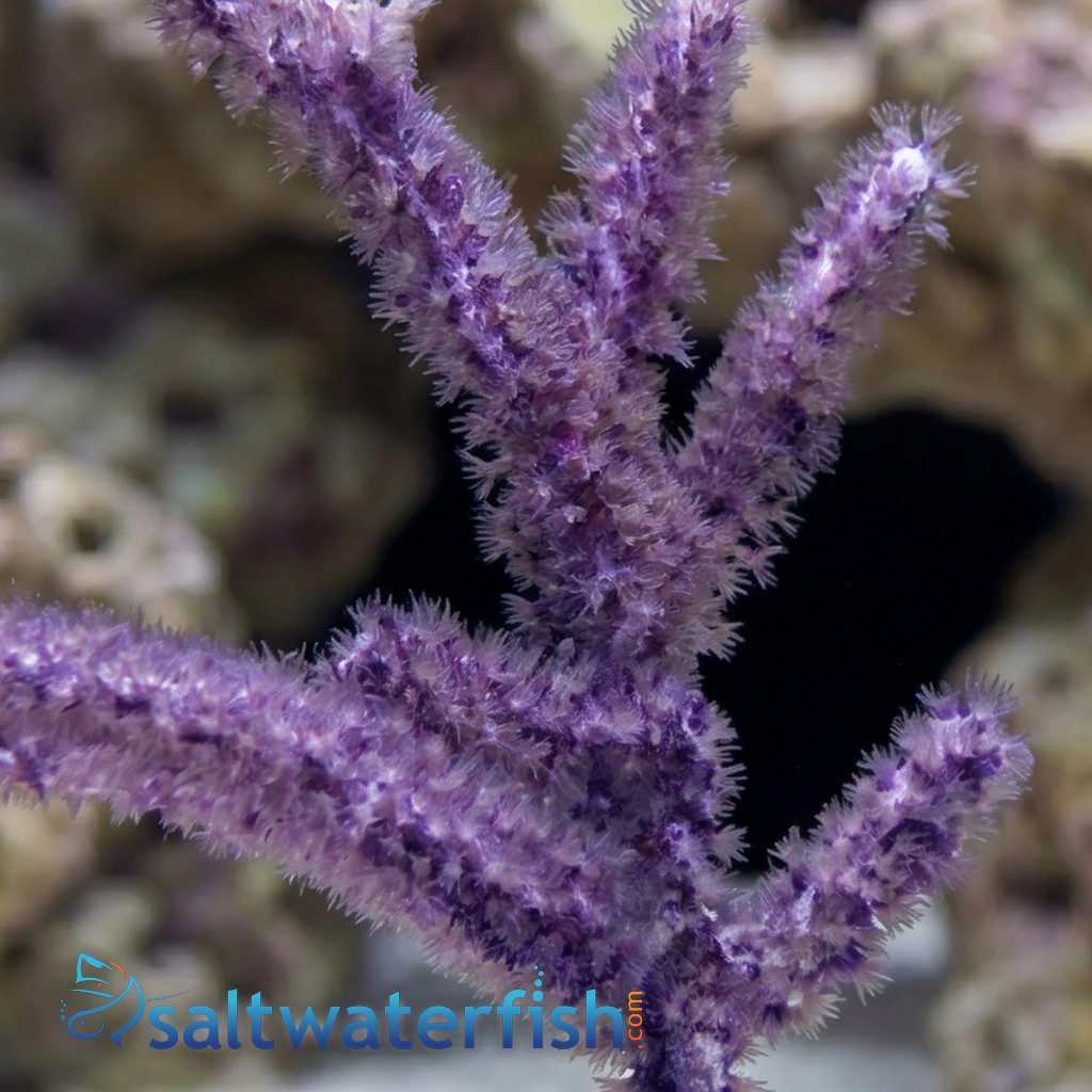 Purple Frilly Gorgonian - Aquacultured