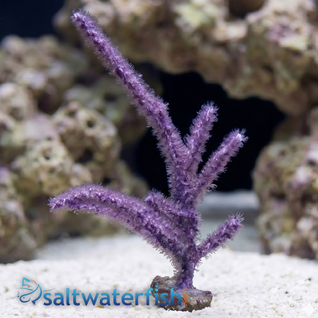 Purple Frilly Gorgonian - Aquacultured