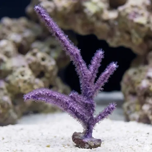Purple Frilly Gorgonian - Aquacultured