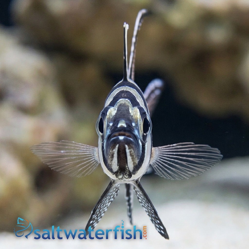 Banner (Banggai) Cardinal - Captive Bred