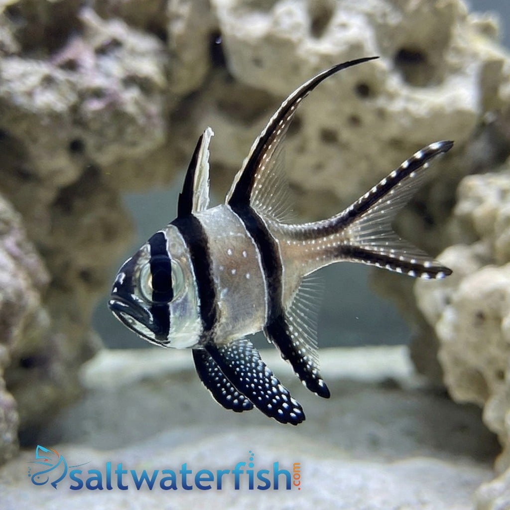 Banner (Banggai) Cardinal - Captive Bred