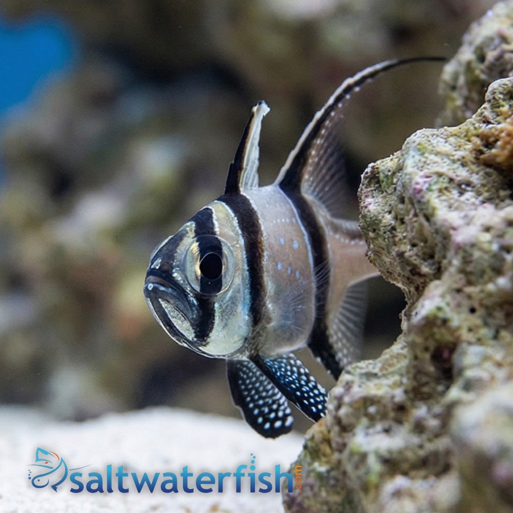 Banner (Banggai) Cardinal - Captive Bred