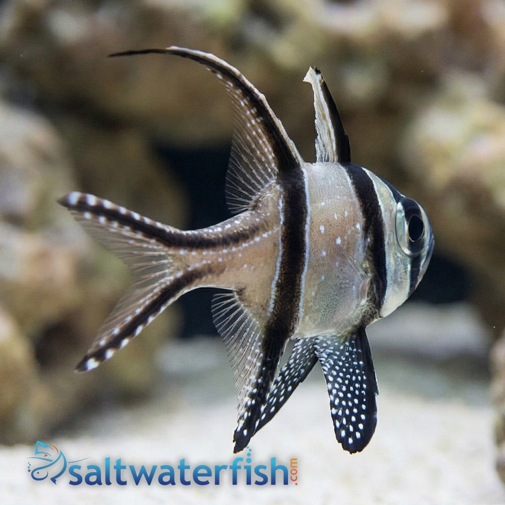 Banner (Banggai) Cardinal - Captive Bred