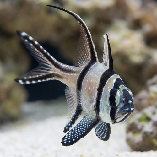 Banner (Banggai) Cardinal - Captive Bred