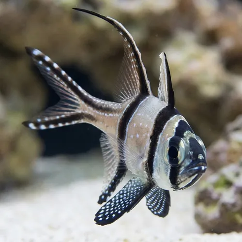 Banner (Banggai) Cardinal - Captive Bred
