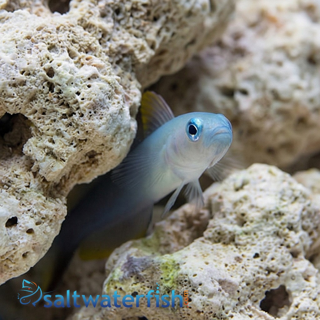 Scissortail Goby