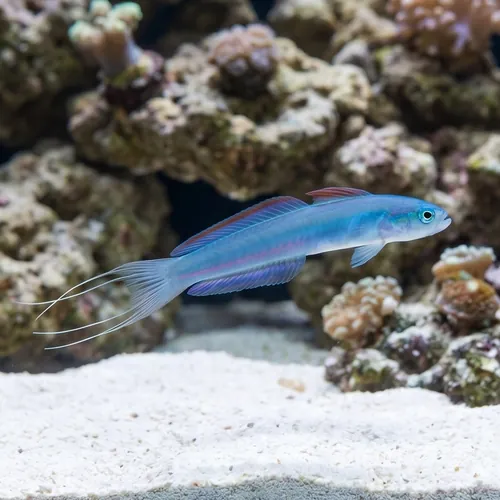 Blue Gudgeon Dartfish: Lyretail