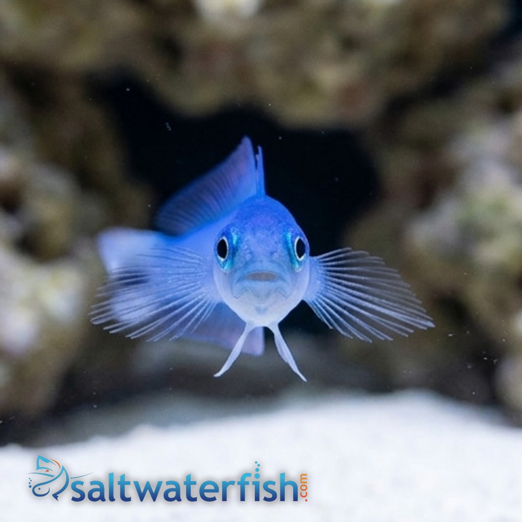 Spot Tail Dartfish