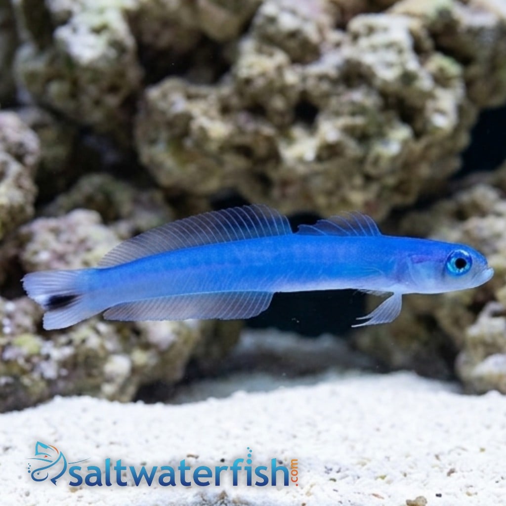Spot Tail Dartfish