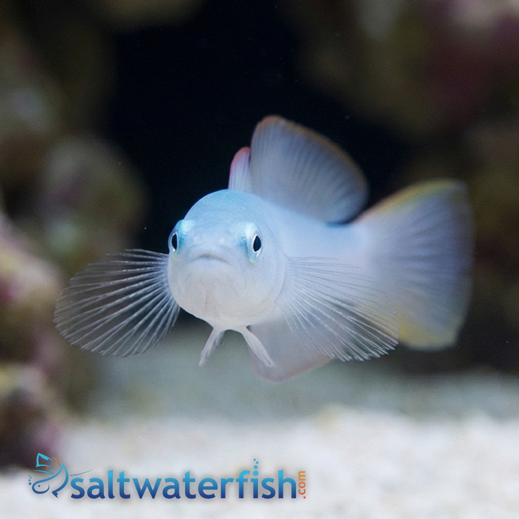 Green Silk Gudgeon Dartfish
