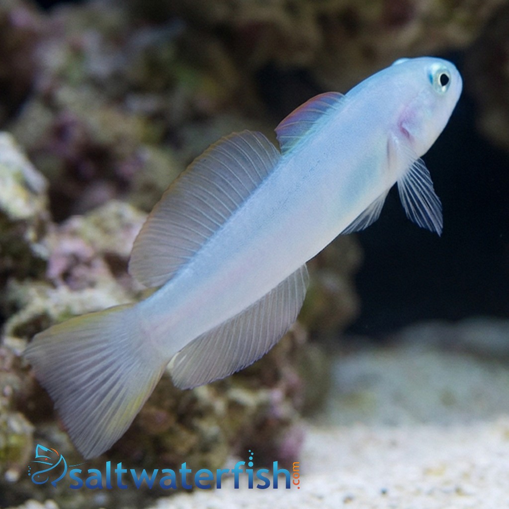 Green Silk Gudgeon Dartfish