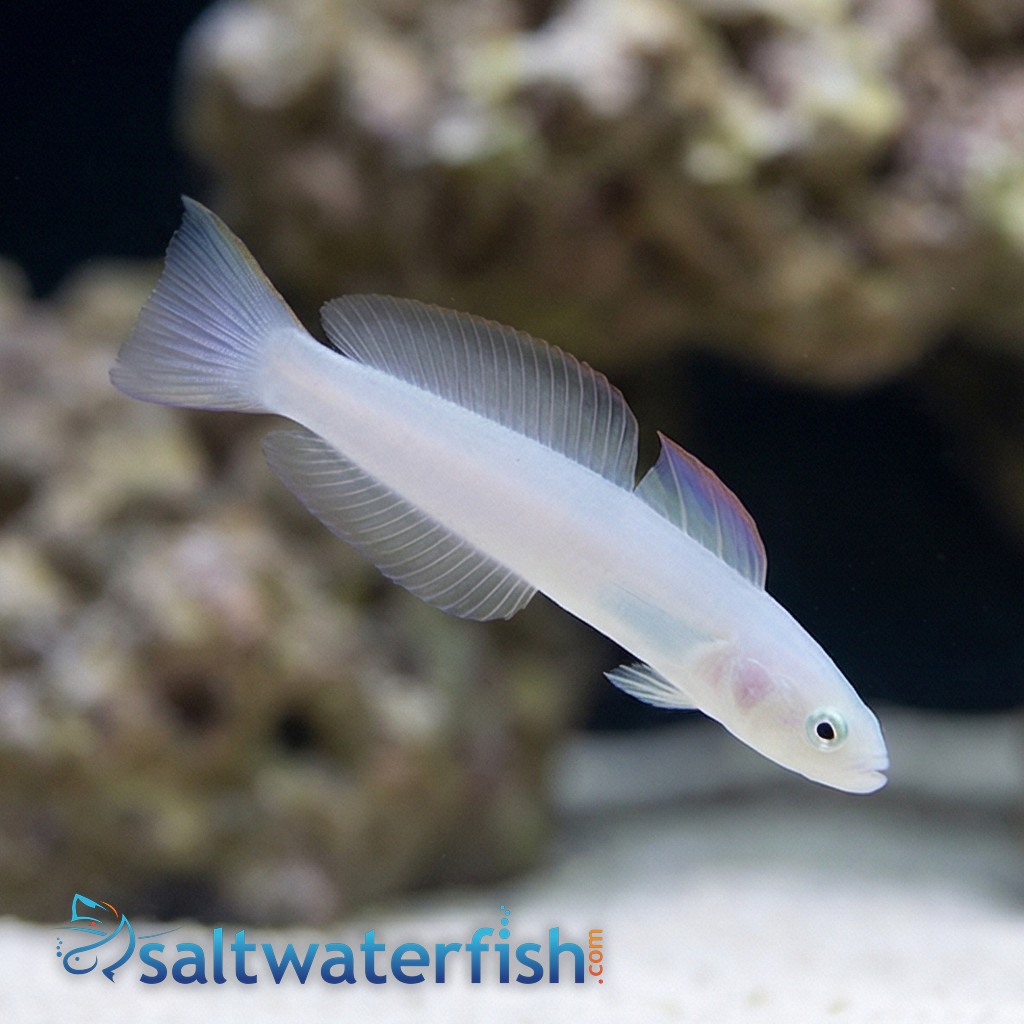 Green Silk Gudgeon Dartfish
