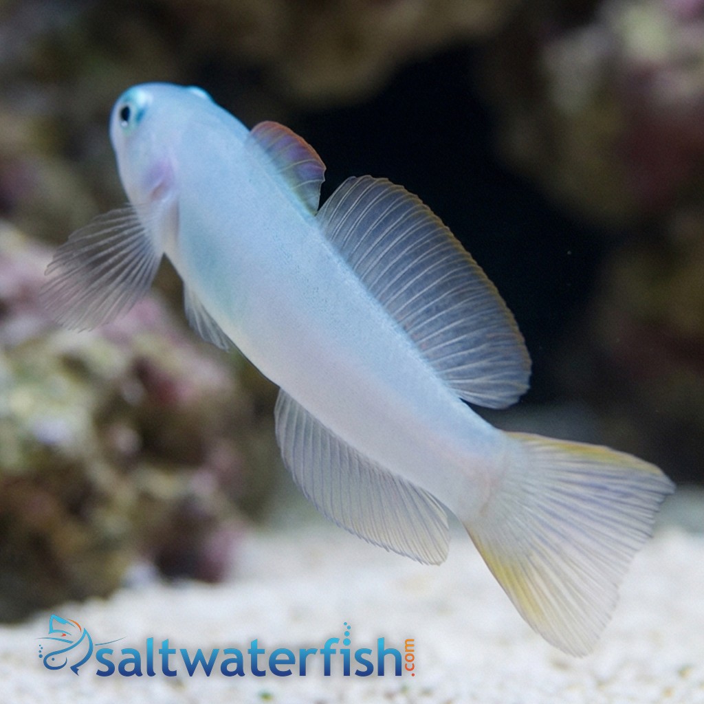Green Silk Gudgeon Dartfish