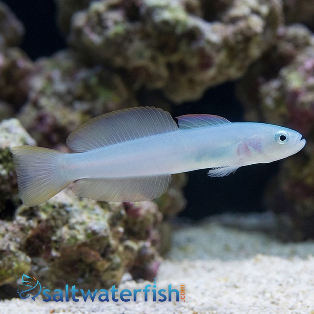 Green Silk Gudgeon Dartfish