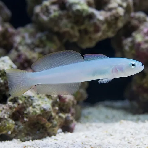 Green Silk Gudgeon Dartfish