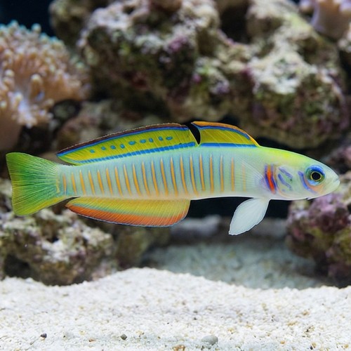 Zebra Goby - South Pacific