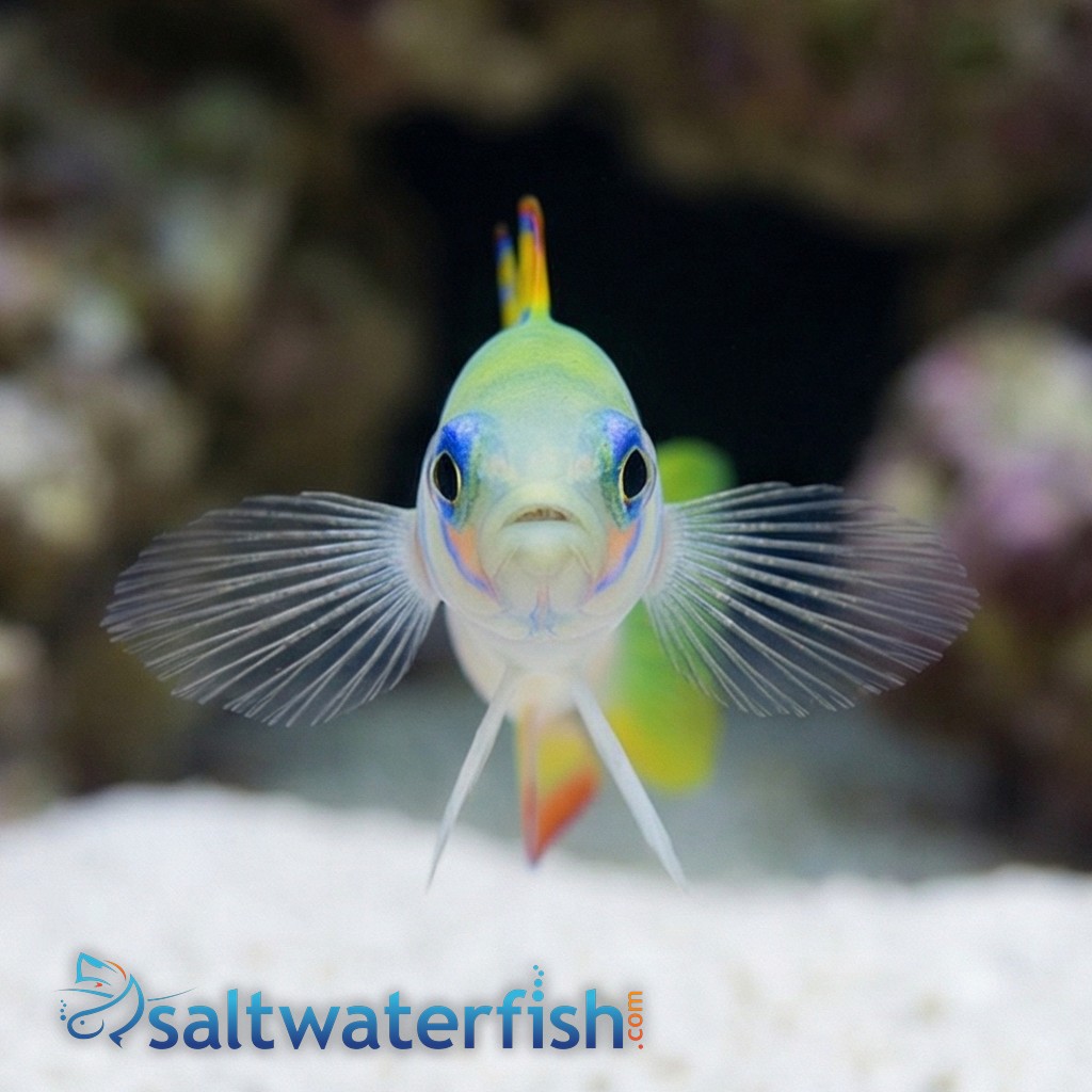 Zebra Goby