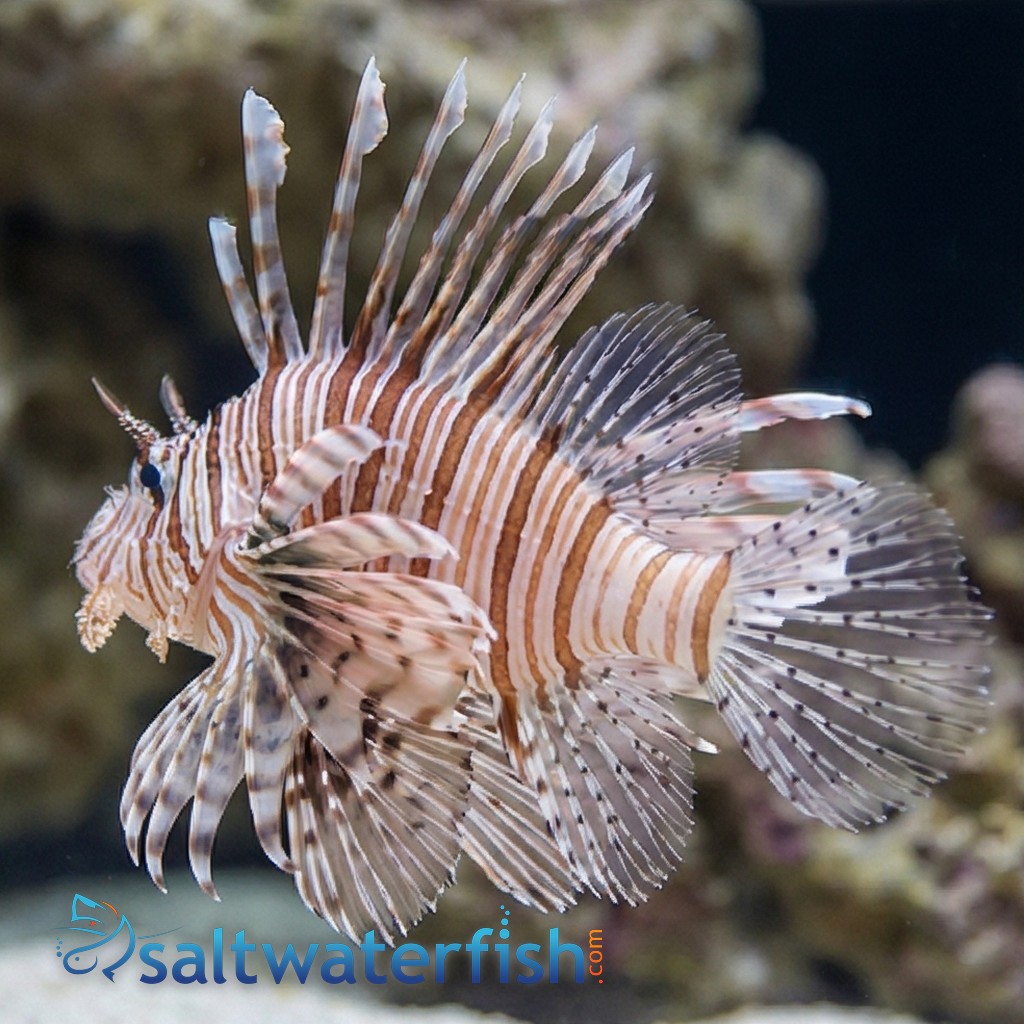 Volitan Lionfish - Eastern Asia