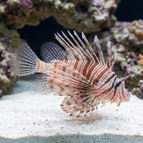Volitan Lionfish - Eastern Asia