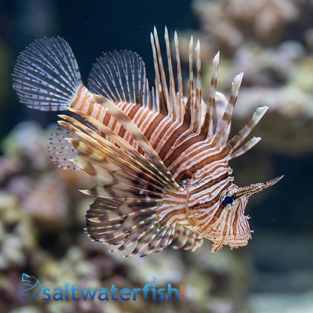 Volitan Lionfish - Africa