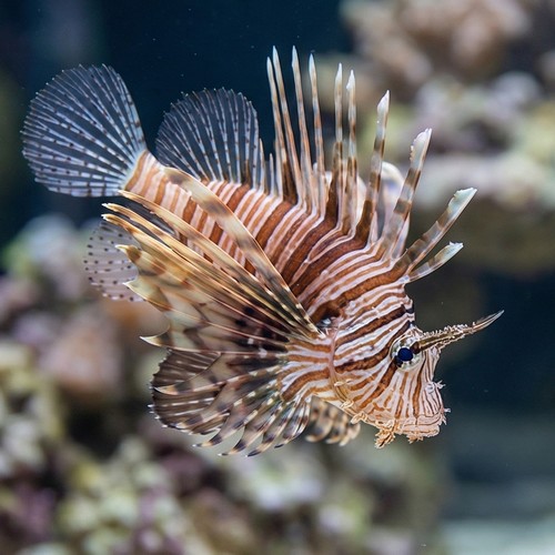 Volitan Lionfish - Africa