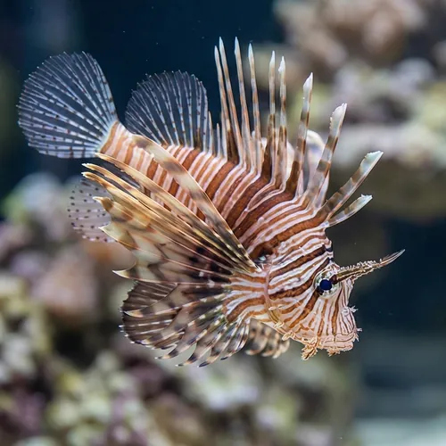 Volitan Lionfish - Africa