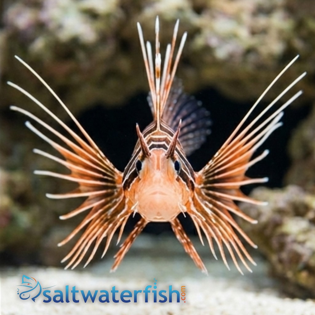 Radiata Lionfish - Venomous