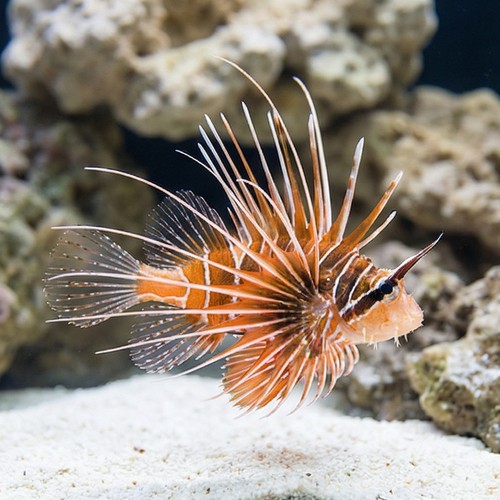 Radiata Lionfish - Venomous