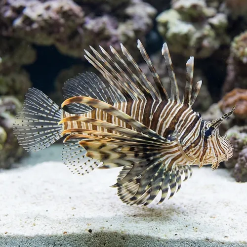 Volitan Lionfish: Colored