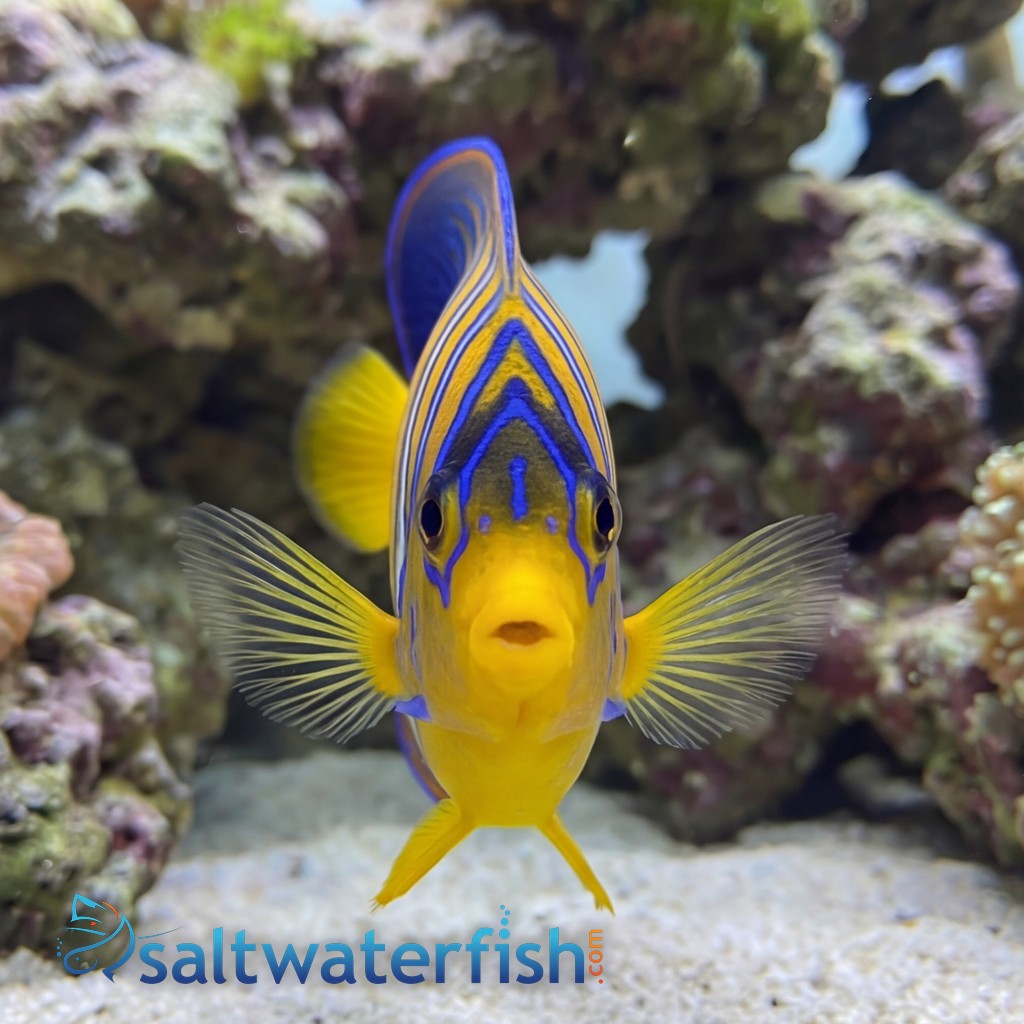 Regal Angelfish: Orange - Red Sea