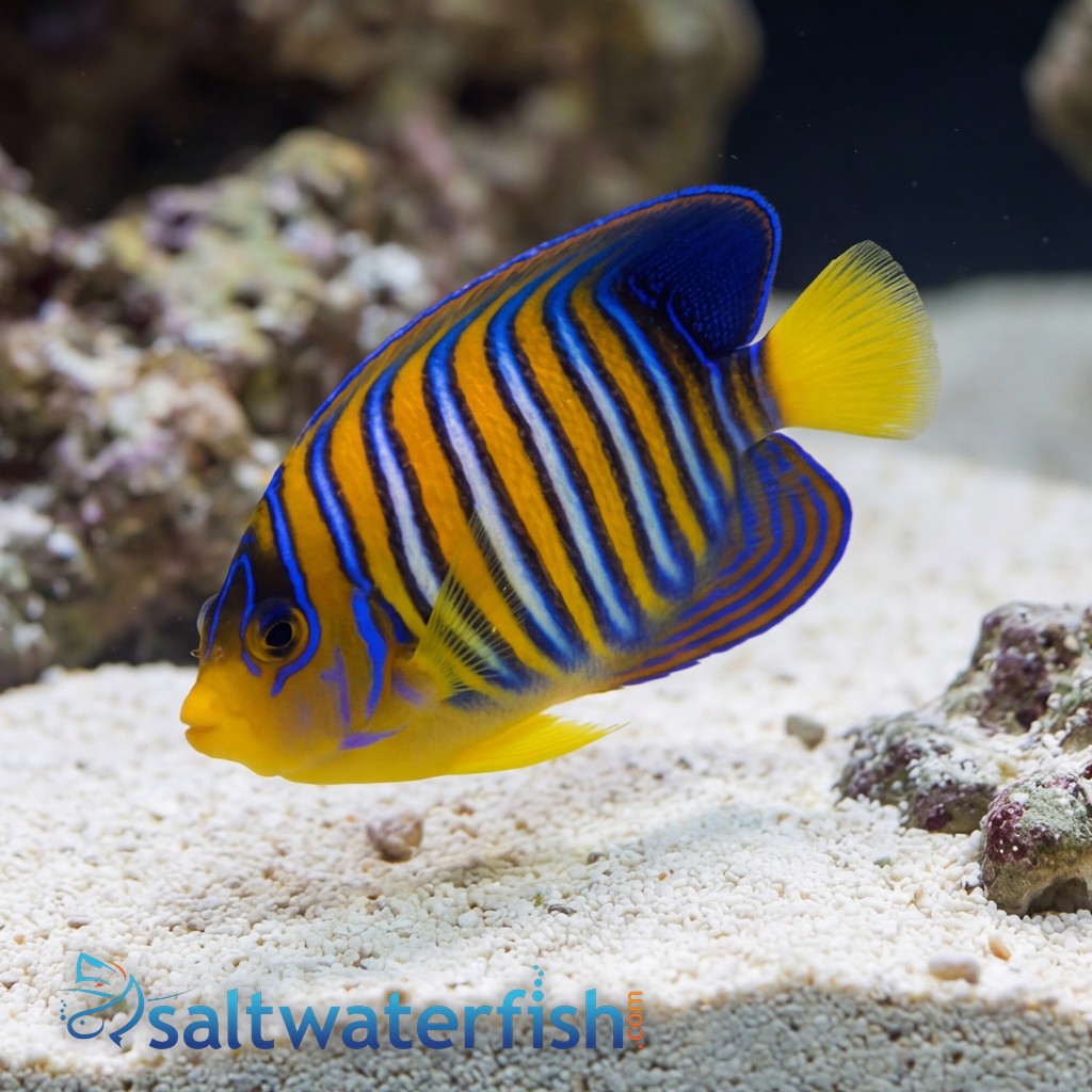 Regal Angelfish: Orange - Red Sea