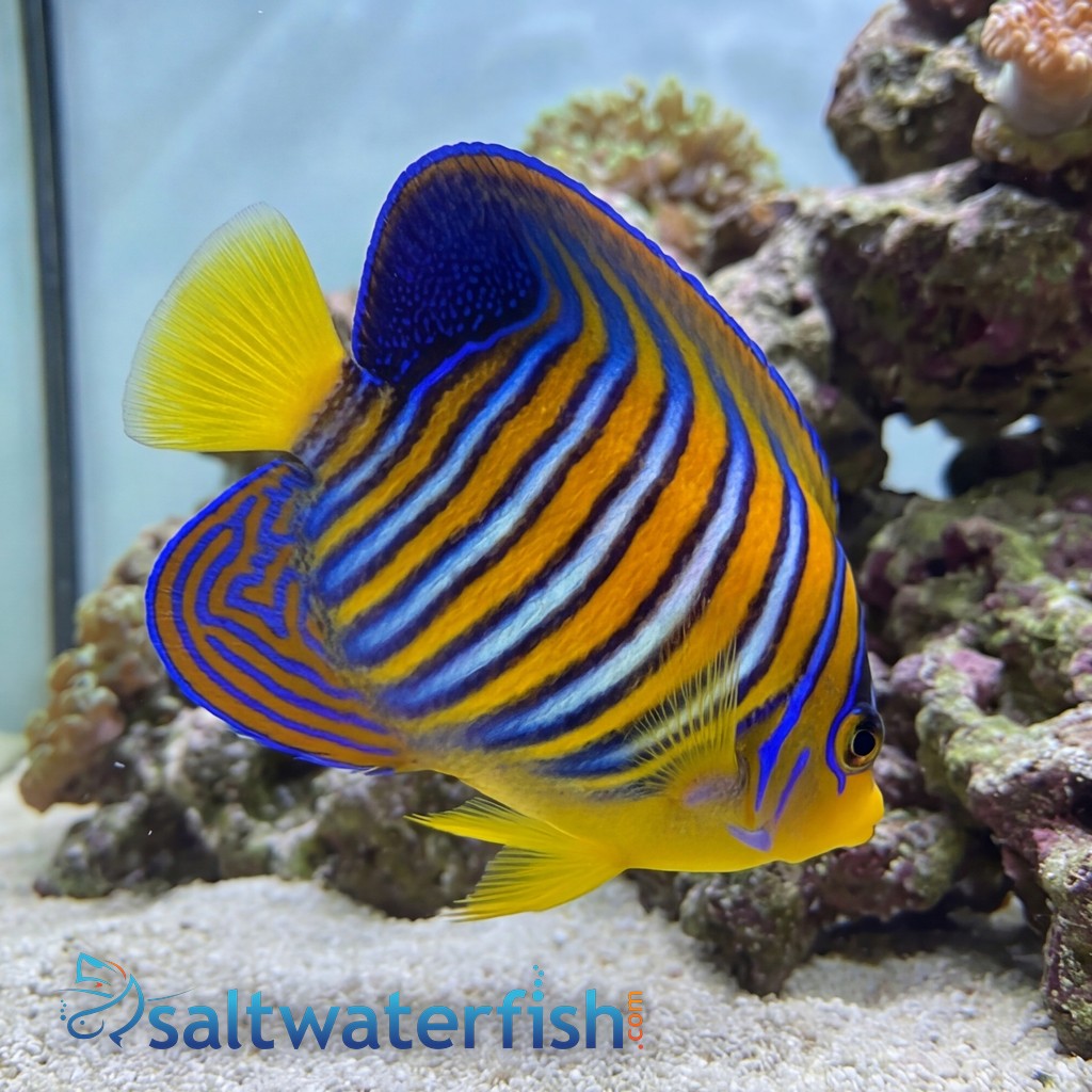 Regal Angelfish: Orange - Red Sea