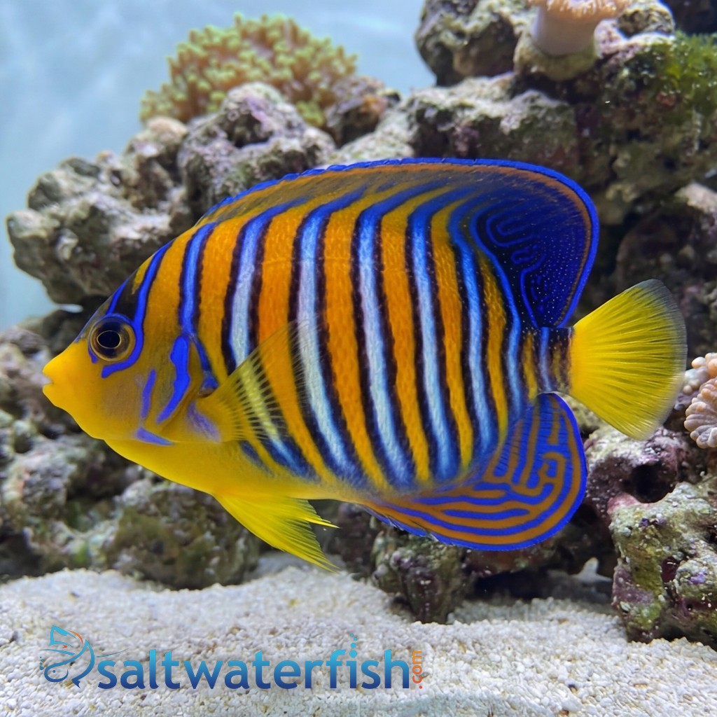 Regal Angelfish: Orange - Red Sea