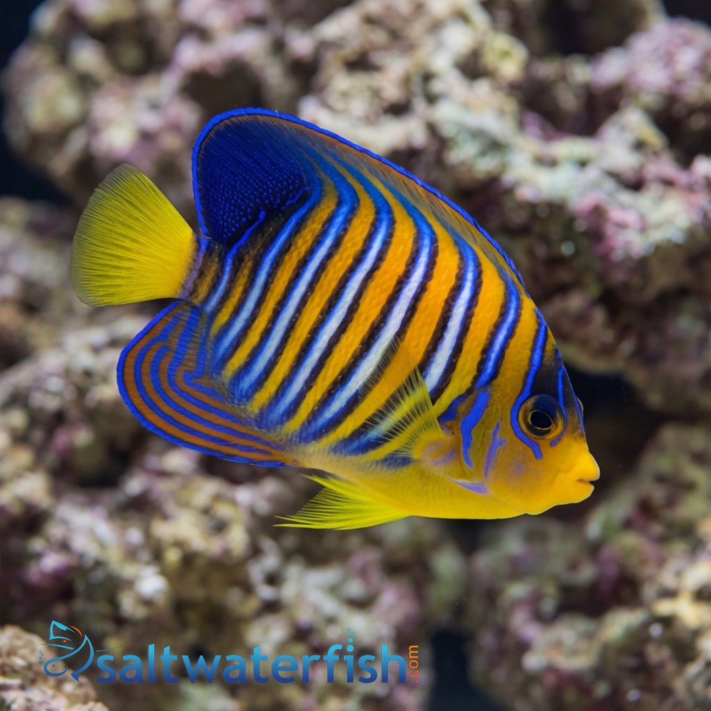 Regal Angelfish: Orange - Red Sea