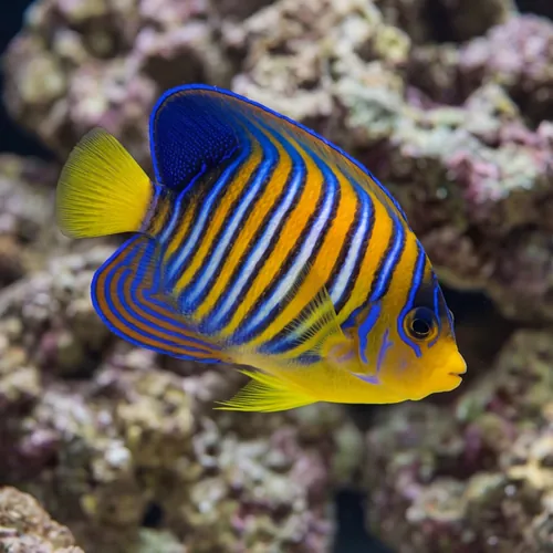 Regal Angelfish: Orange - Red Sea