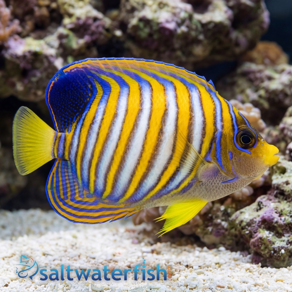 Regal Angelfish : Juvenile  - Captive Bred