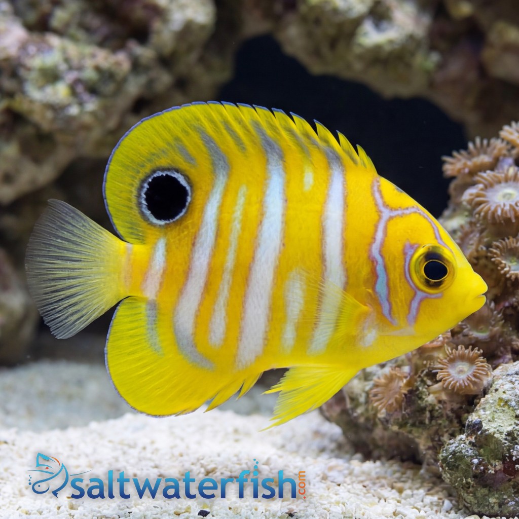 Regal Angelfish : Juvenile  - Captive Bred