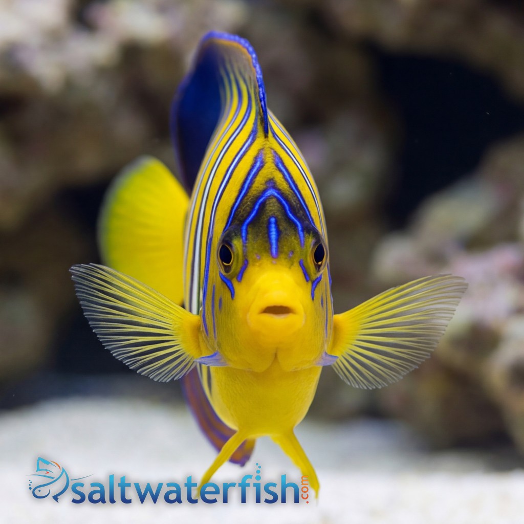 Regal Angelfish
