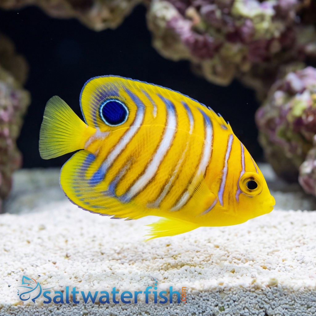 Regal Angelfish