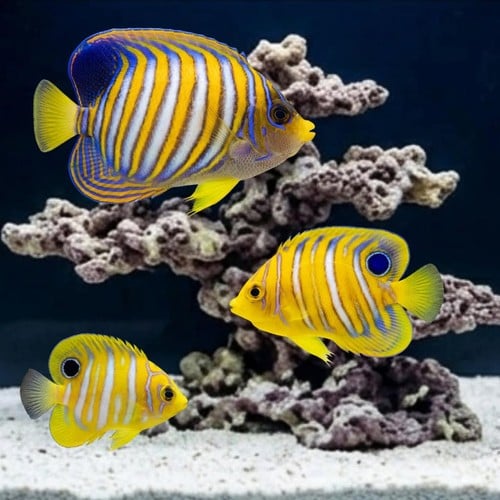 Regal Angelfish