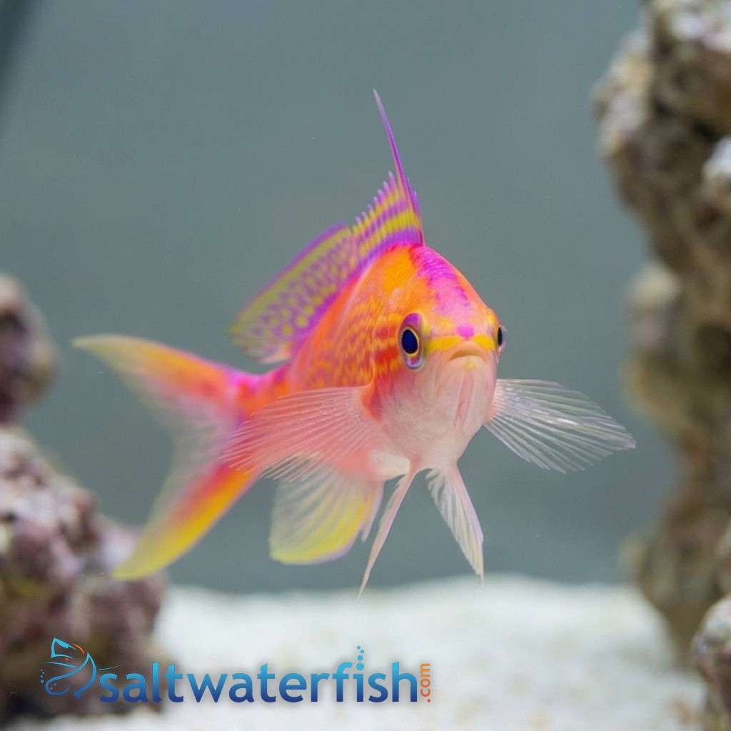 Flavoguttatus Anthias