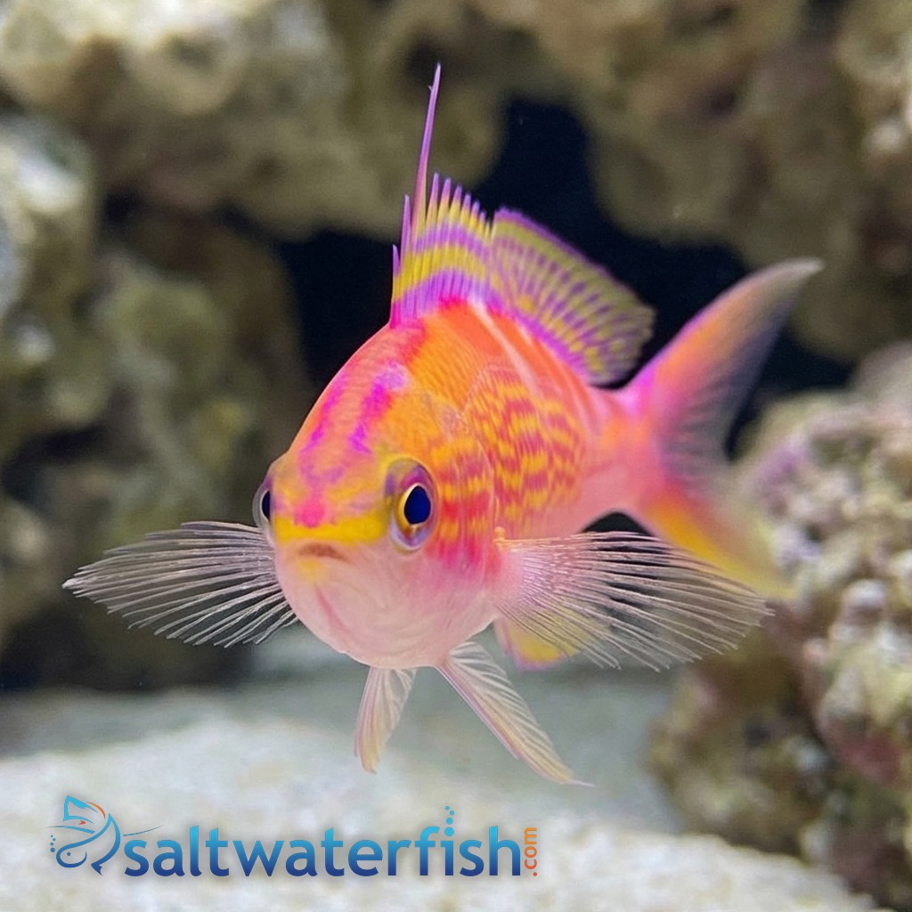 Flavoguttatus Anthias