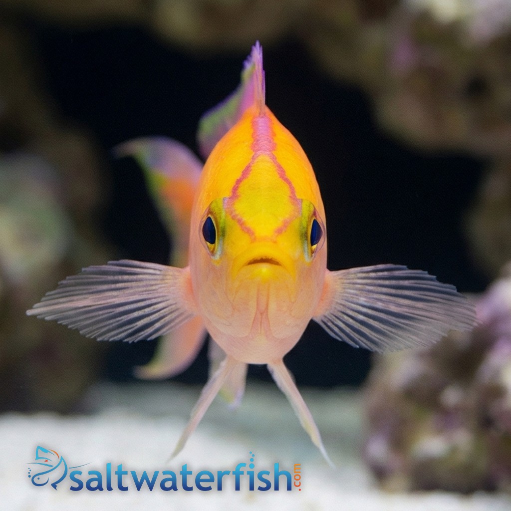 Sunset Anthias - Anthias - Saltwater Fish