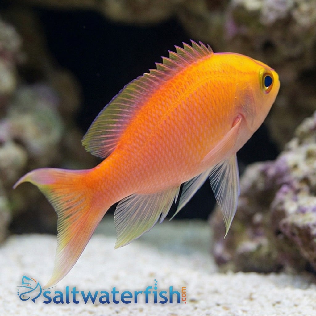 Sunset Anthias